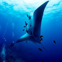 青い海中を悠々と泳ぐマンタとダイバーの水中の写真