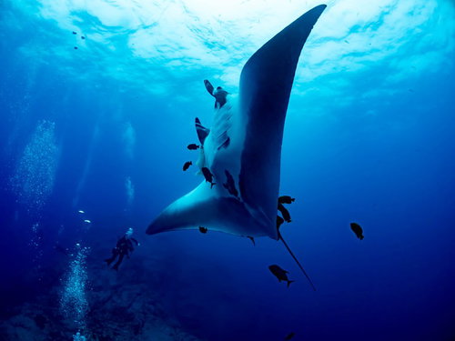 青い海中を悠々と泳ぐマンタとダイバーの水中