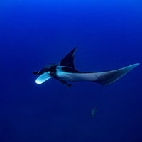 深い海を優雅に泳ぐマンタの写真