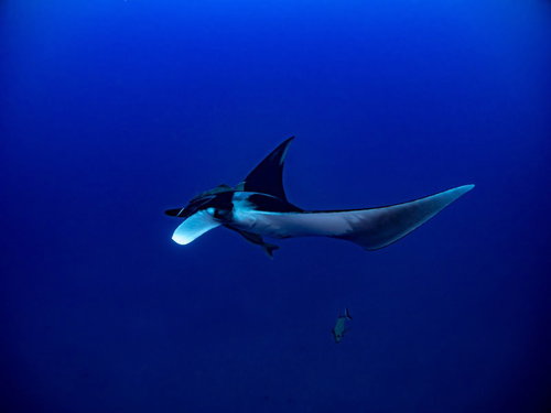 深い海を優雅に泳ぐマンタ