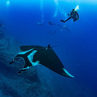 深い海中で優雅に泳ぐジャイアントマンタとダイバーの写真