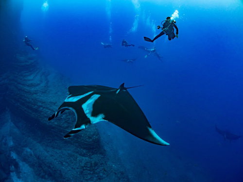 深い海中で優雅に泳ぐジャイアントマンタとダイバー