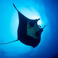 深い青色の海中を優雅に泳ぐブラックマンタのシルエットの写真