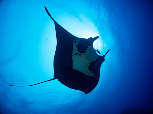 深い青色の海中を優雅に泳ぐブラックマンタのシルエット