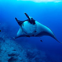 海中でジャイアントマンタと泳ぐダイバーの水中撮影の写真