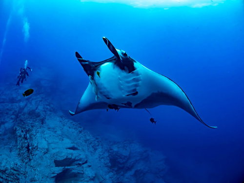 海中でジャイアントマンタと泳ぐダイバーの水中撮影