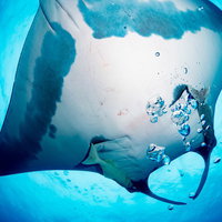 下から見上げた巨大なマンタの優雅な泳ぎ、水中での回遊の様子の写真