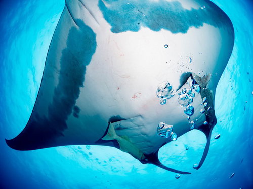 下から見上げた巨大なマンタの優雅な泳ぎ、水中での回遊の様子