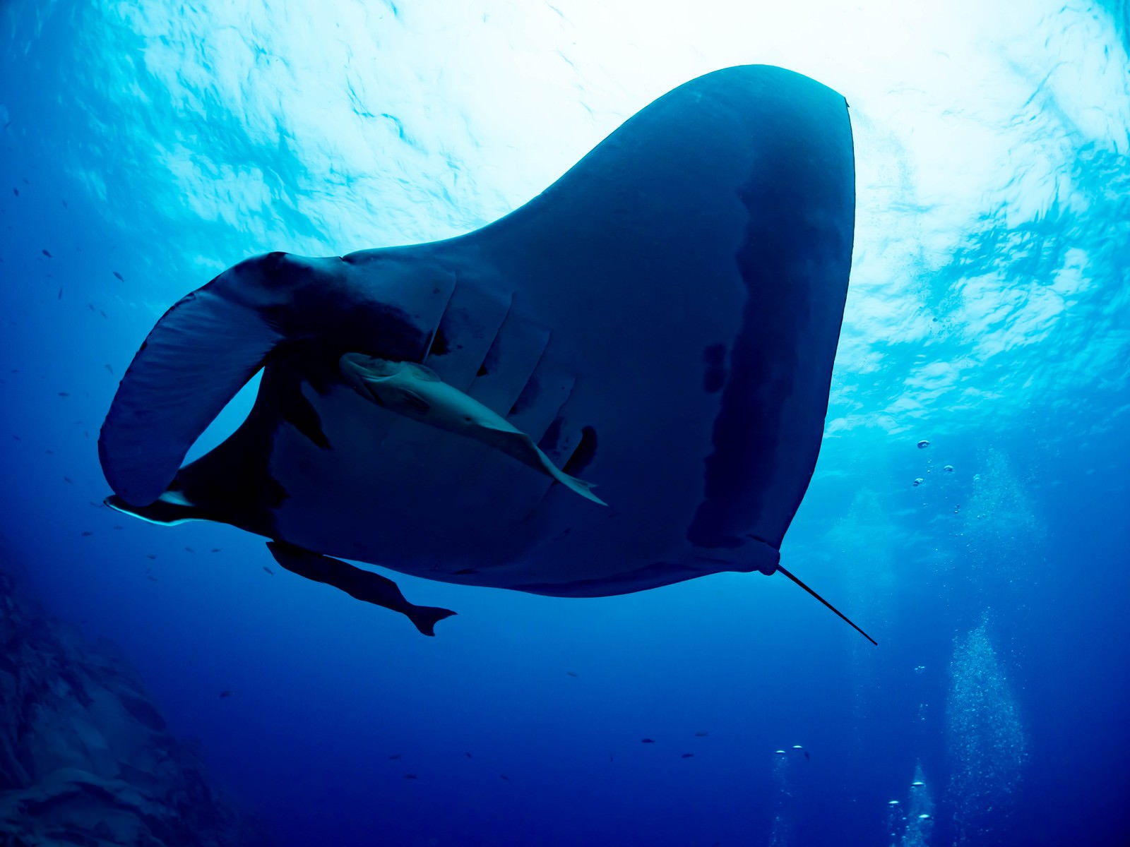 青い海中を泳ぐ大きなジャイアントマンタと2匹のコバンザメ