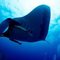 大きく迫るジャイアントマンタと二匹のコバンザメの写真