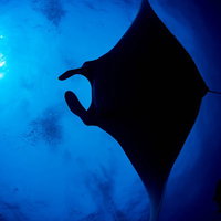 海中に漂う泡とジャイアントマンタのシルエットの写真