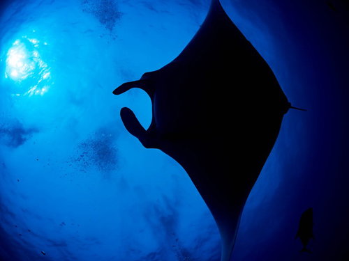 海中に漂う泡とジャイアントマンタのシルエット