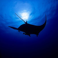 海中から太陽に向かって泳ぐブラックマンタのシルエットの写真