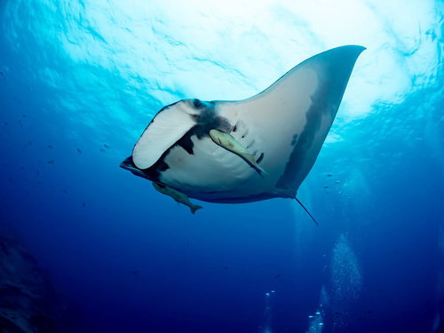 海中を泳ぐイルカとマンタ