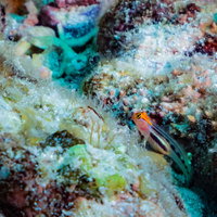 メキシコの海中で岩間に潜むレッドヘッドゴビーの写真