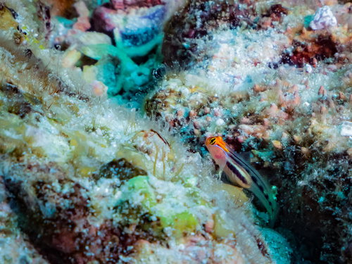 メキシコの海中で岩間に潜むレッドヘッドゴビー