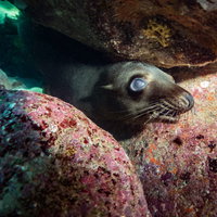 岩間から顔を出すアシカの子ども、メキシコの海中の写真