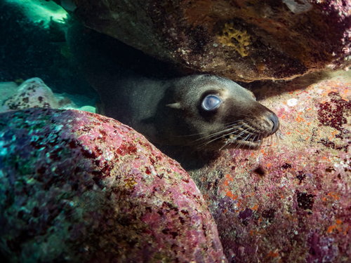 岩間から顔を出すアシカの子ども、メキシコの海中