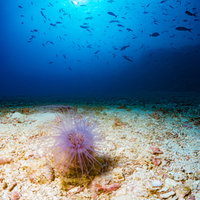 海底に広がるイソギンチャクと魚の群れの写真