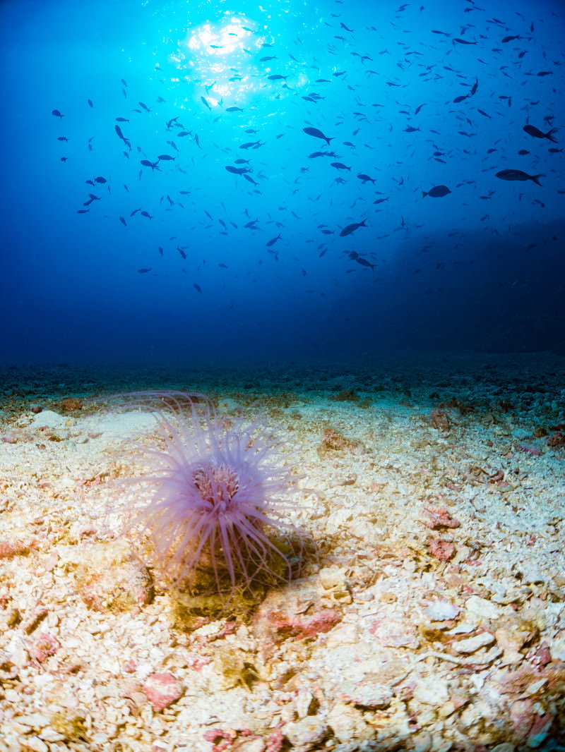 海底の岩の上に触手を広げるイソギンチャクと魚の群れ