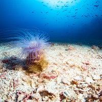 海底で触手を広げて揺れるイソギンチャク（メキシコ）の写真