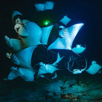 メキシコの海中で灯りに集まるモブラの大群の写真