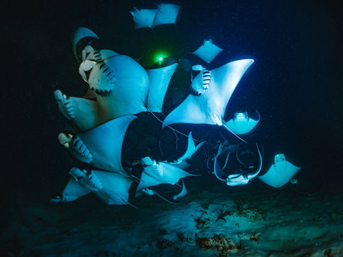 メキシコの海中で灯りに集まるモブラの大群