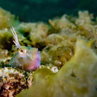 珊瑚礁の隙間から顔を出すギョロ目のイソギンポの写真