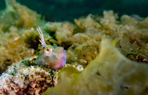 珊瑚礁の隙間から顔を出すギョロ目のイソギンポ