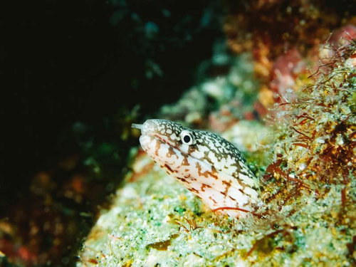 岩の隙間から首を出すウツボ