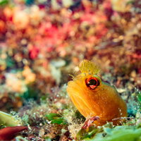 バラクーダの群れが渦を巻く海中の写真