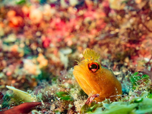 バラクーダの群れが渦を巻く海中