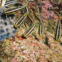 ナマズ目の海水魚「ゴンズイ」の写真