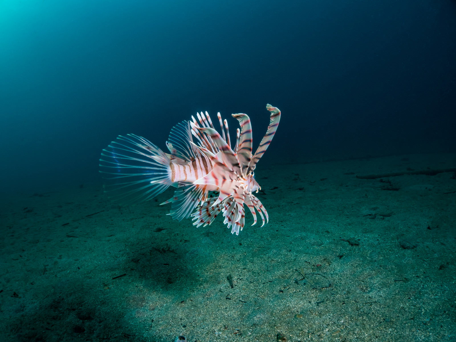 青緑色の海中を泳ぐ縞模様のハナミノカサゴ