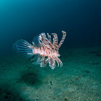 海中を泳ぐハナミノカサゴの写真