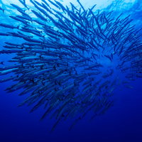 与那国島の海に現れたバラクーダの大群れの写真