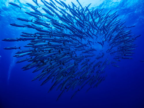 与那国島の海に現れたバラクーダの大群れ