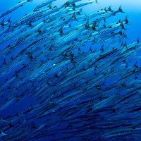 与那国島の海中を群れで泳ぐバラクーダの大群の写真
