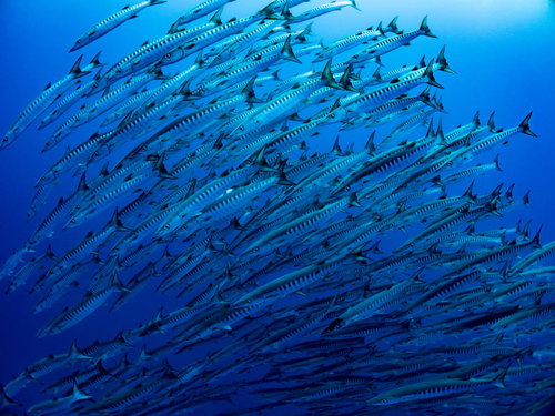 与那国島の海中を群れで泳ぐバラクーダの大群