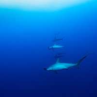 与那国島の海中で泳ぐムキムキのハンマーヘッドシャークの群れの写真