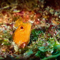 岩場に群れるギンポの水中の写真