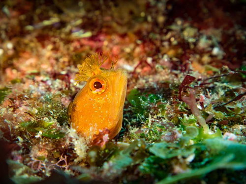 岩場に群れるギンポの水中