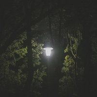 深夜の森の中に灯る街灯、薄暗い林に浮かぶ白い光の写真