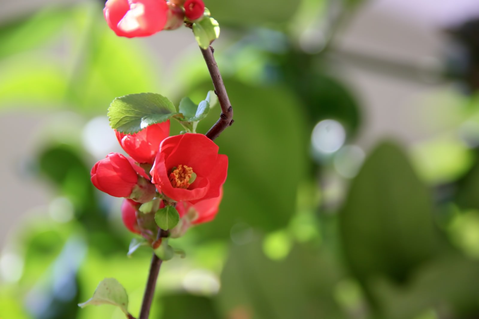 咲きかけの赤いボケの花