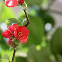 赤い花びらが開き始めた咲きかけのボケの花の写真