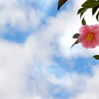 濃い緑の葉を背景にした赤い花弁と黄色いおしべの青空と椿の写真