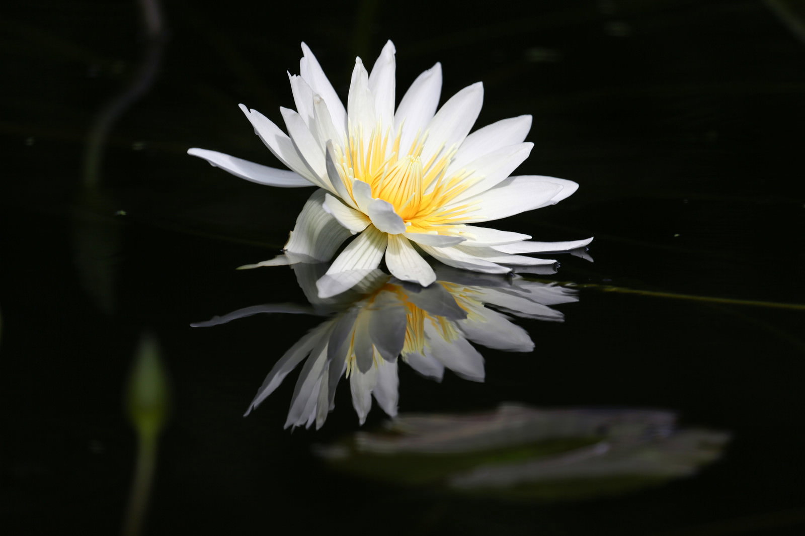 水面に浮かぶ白い蓮の花と水面に映る反射