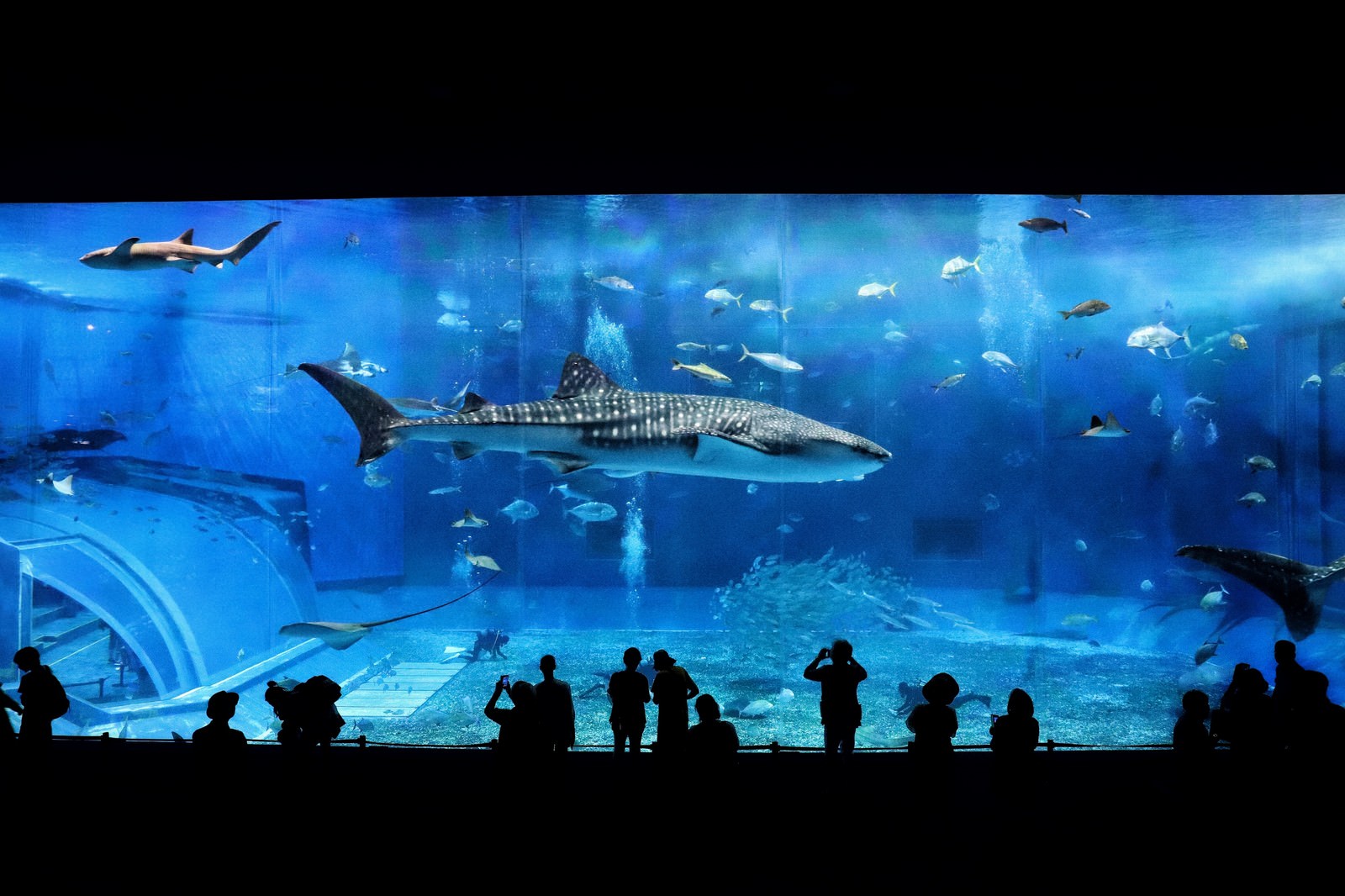 水族館の大水槽で泳ぐジンベイザメと見学する観光客のシルエット