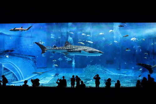 水族館の大水槽を優雅に泳ぐジンベエザメの観光風景