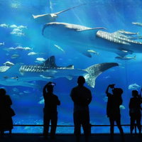 大水槽で優雅に泳ぐジンベエザメと見入る観客のシルエットの写真